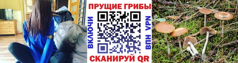 Псилоцибиновые грибы Psilocybe  купить наркоту  Горячеводский 